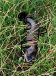 Blue tongue13.jpg