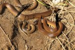 Little Whip Snake.JPG