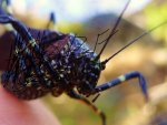 Mountain Katydid (5).JPG