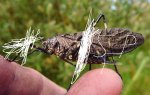 Mountain Katydid (7).JPG