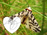White and Black Tiger Moth (2).JPG