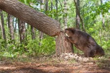 beaver-cutting-tree-resized.jpg