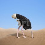 scared-ostrich-burying-its-head-in-sand-concept_u-l-q1a4j5i0.jpg