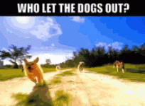 who-let-the-dogs-out-baha-men.gif