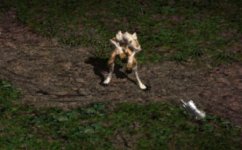 Werewolf_preview.jpg