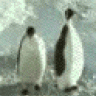 fercil