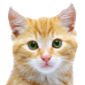 Kitteh