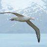 Albatross