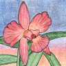 Cattleya