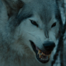 Warwolf_24
