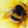 BeesEverywhere