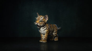 Natalya Tiger Pet